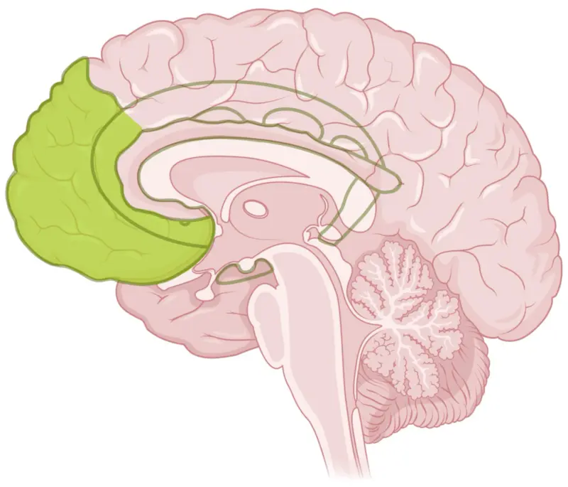 Increased behavioural control 